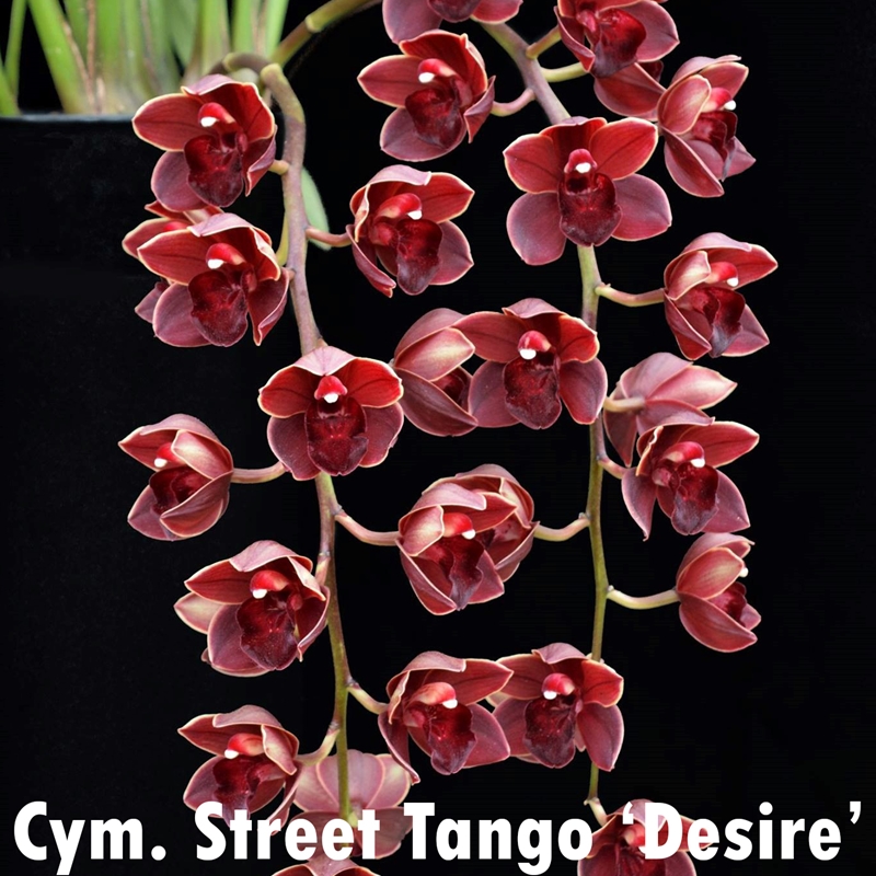 Parent Seedling Cymbidium Ruby Pendant x Street Tango