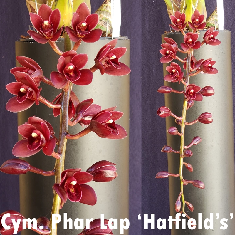 Parent Seedling Cymbidium Tagami's Special (2044)