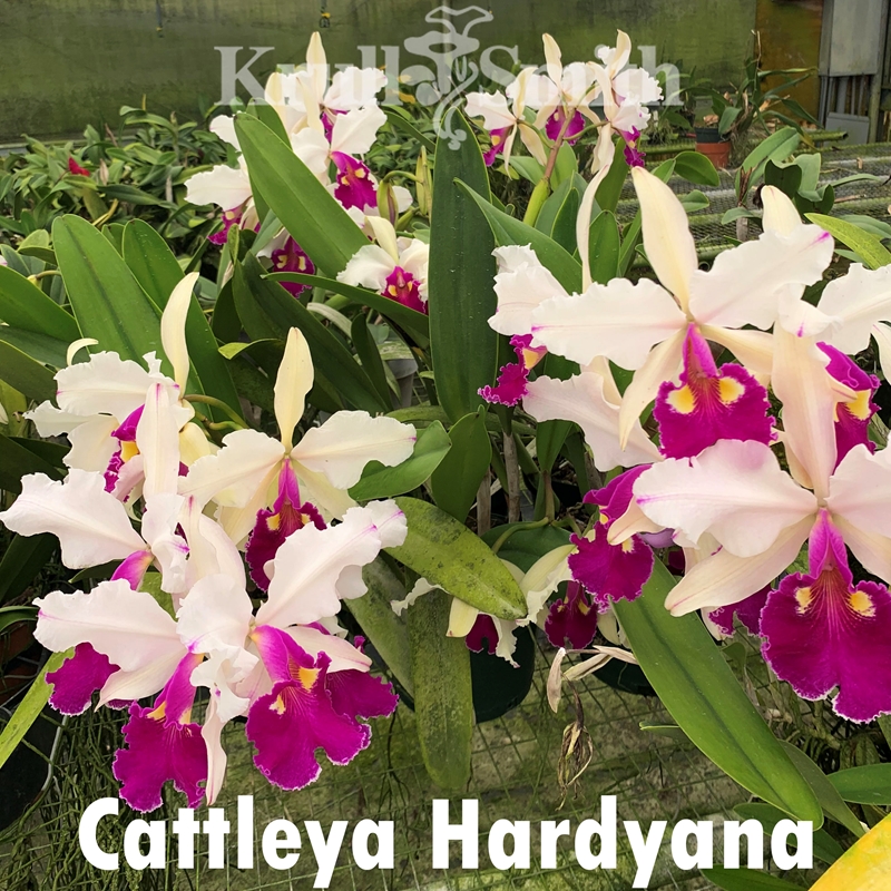 Cattleya Hardyana (19103) - Colchicine Treated