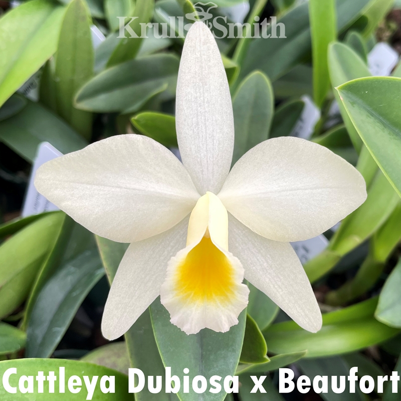 Cattleya Dubiosa x Beaufort