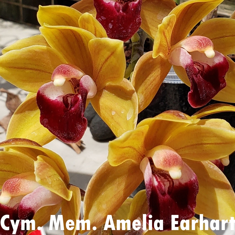 Parent Seedling Cymbidium floribundum x Mem. Amelia Earhart