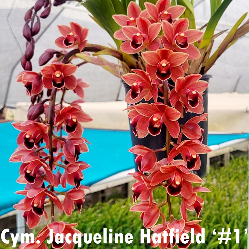 Parent Seedling Cymbidium Itchycoo Park x Jacqueline Hatfield