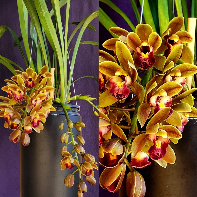 Parent Seedling Cymbidium Cheryl Erins x Miss Muffet