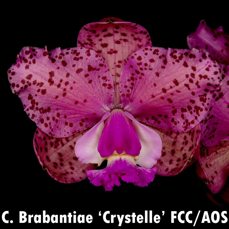 Cattleya aclandiae x Brabantiae