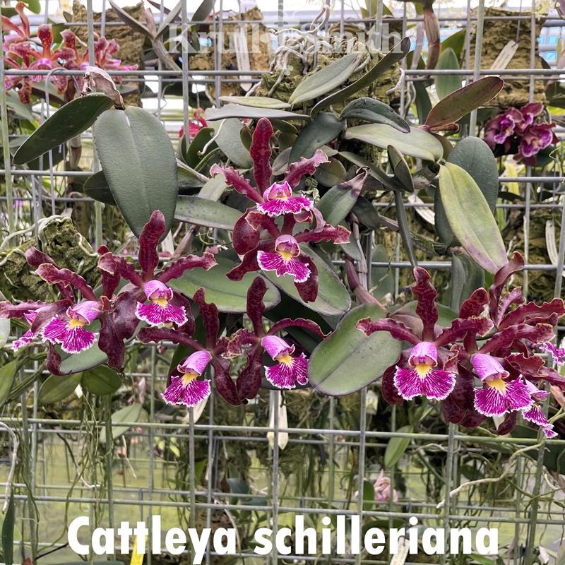 Parent Seedling Cattleya Brabantiae x schilleriana