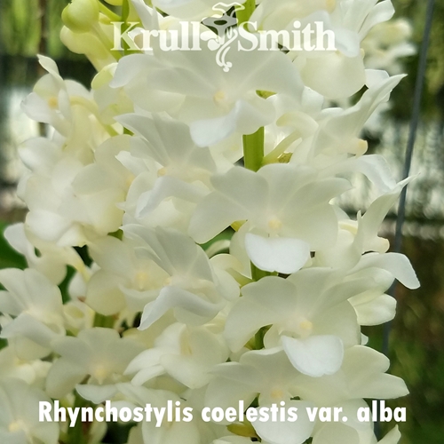 Rhynchostylis coelestis f. alba (white)
