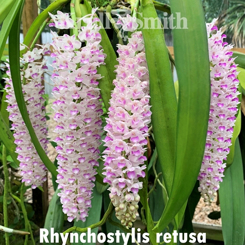 Rhynchostylis retusa