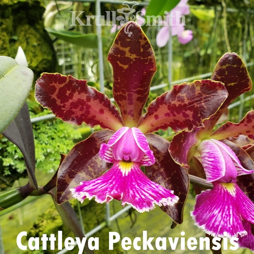 Cattleya Peckaviensis (2020)