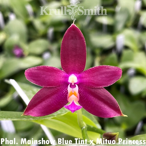 Phalaenopsis Mainshow Blue Tint x Mituo Princess