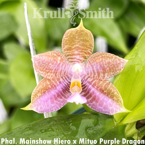 Phalaenopsis Mainshow Hiero x Mituo Purple Dragon