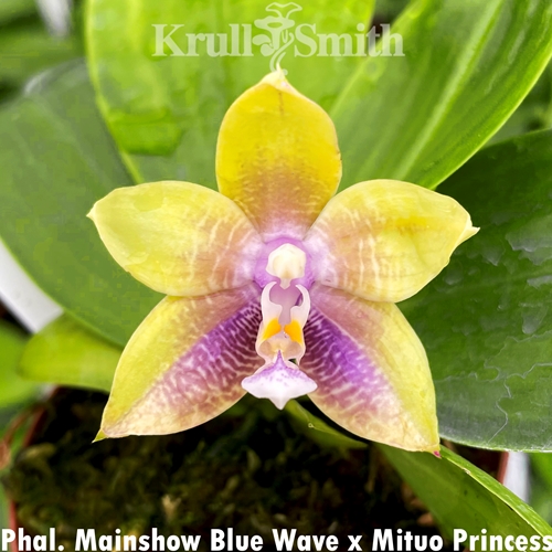 Phalaenopsis Mainshow Blue Wave x Mituo Princess