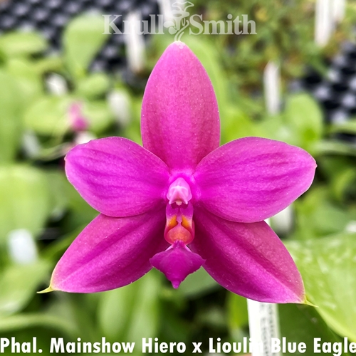 Phalaenopsis Mainshow Hiero x Lioulin Blue Eagle