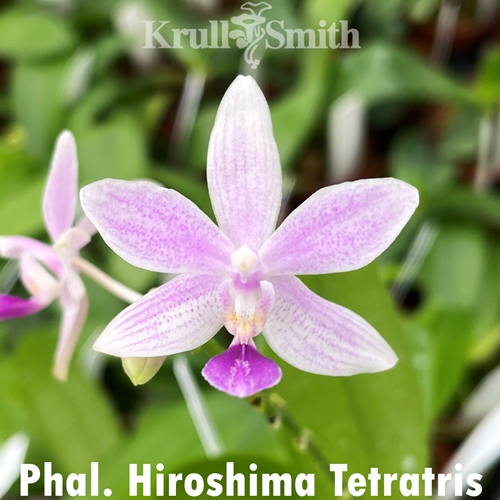 Phalaenopsis Hiroshima Tetratris