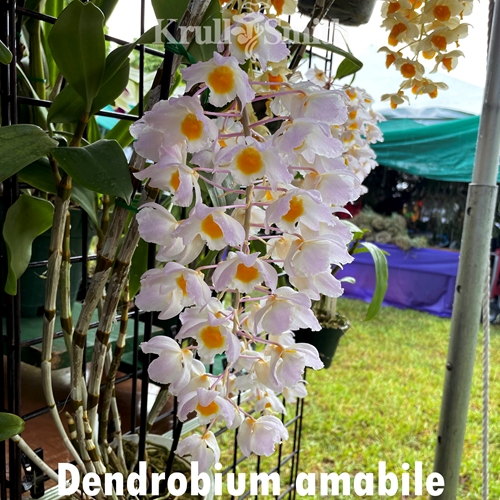 Dendrobium amabile