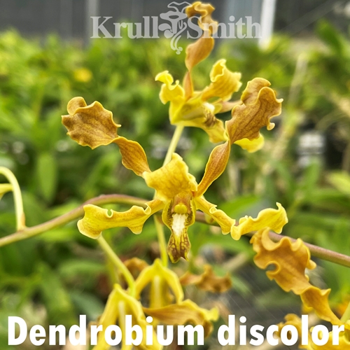 Dendrobium discolor