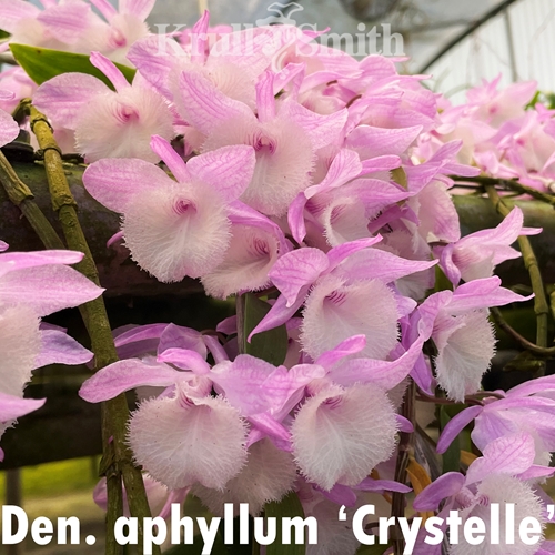 Dendrobium aphyllum 'Crystelle'