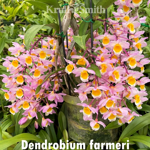 Dendrobium farmeri