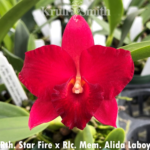 Rth. Star Fire x Rlc. Mem. Alida Laboy