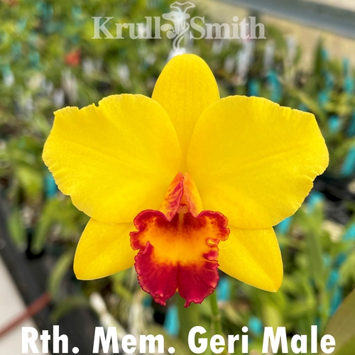 Rth. Mem. Geri Male