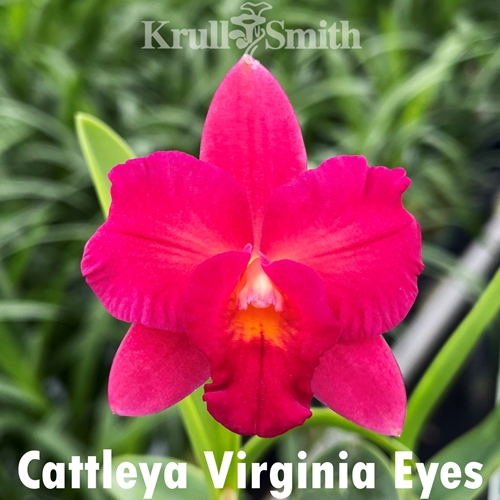 Cattleya Virginia's Eyes