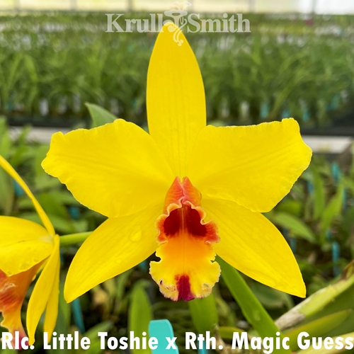 Rlc. Little Toshie x Rth. Magic Guess