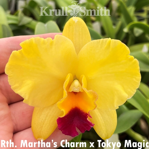 Rth. Martha's Charm x C. Tokyo Magic