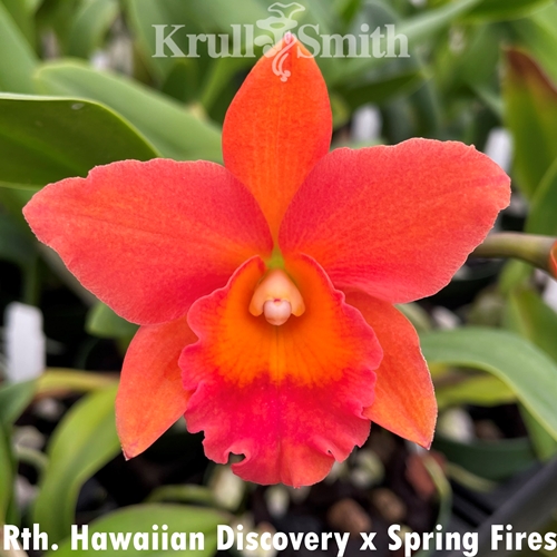 Rth. Hawaiian Discovery x Ctt. Spring Fires