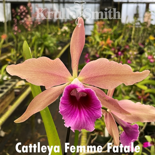 Cattleya Femme Fatale