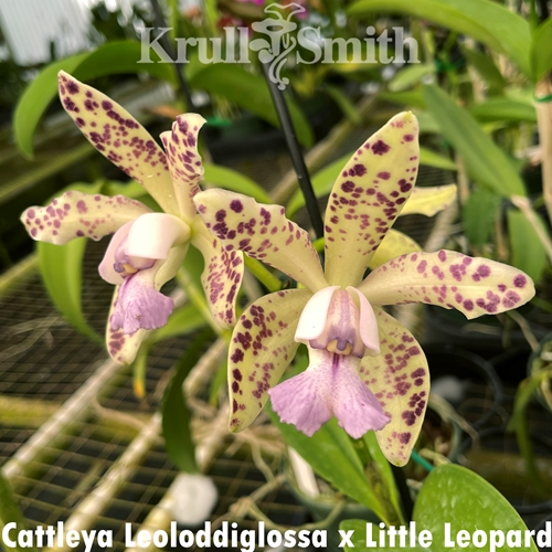 Cattleya Leoloddiglossa x Little Leopard