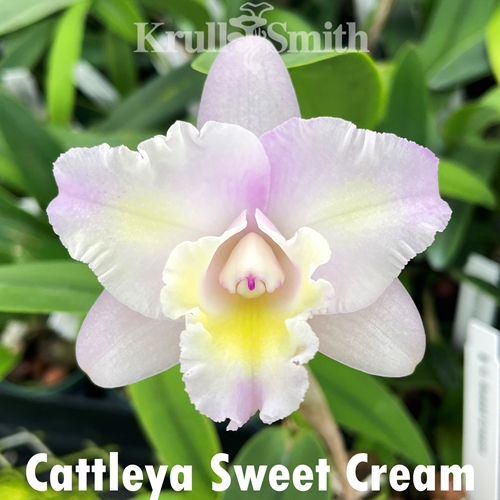 Cattleya Sweet Cream