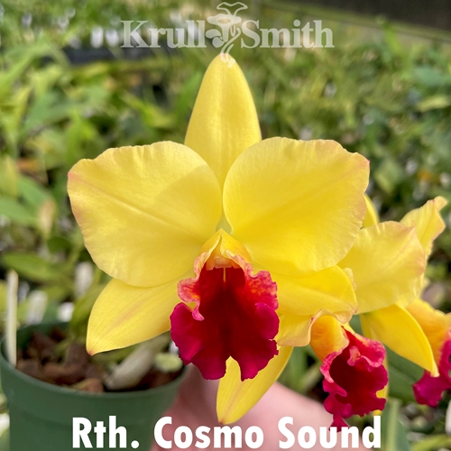 Rth. Cosmo-Sound