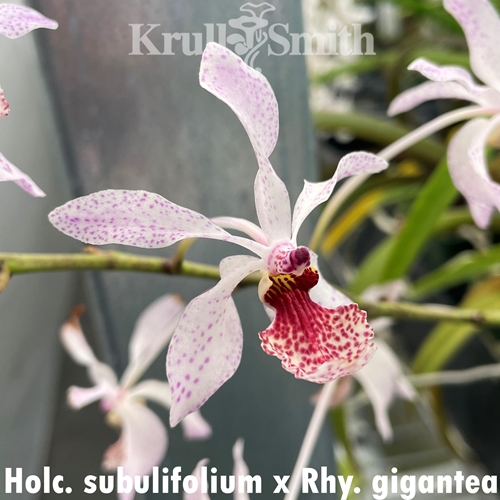 Holcoglossum subulifolium x Rhynchostylis gigantea