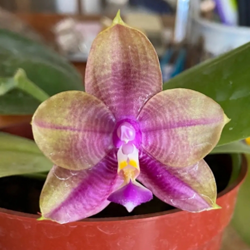 Phalaenopsis Mainshow Colourful x Mituo Love