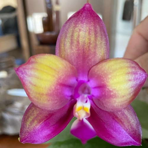 Phalaenopsis Mainshow Colourful x Mituo Love Parent 2