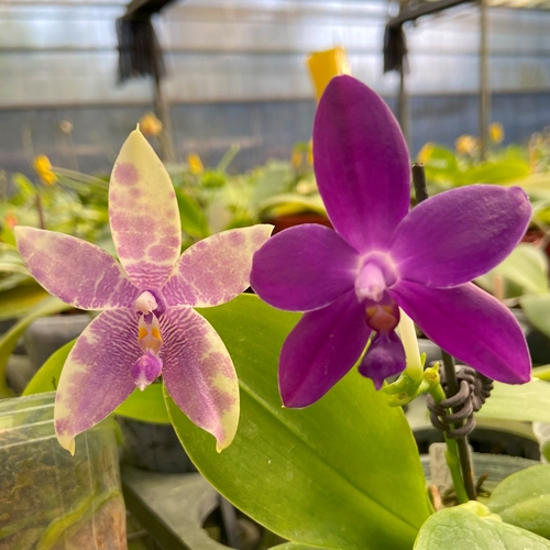 Phalaenopsis Norman's Blue Jennifer x Pylo's Blue Smile