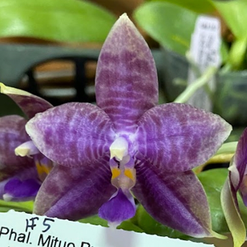 Phalaenopsis Mainshow Blue Elf x Norman's Blue Jennifer Parent 1