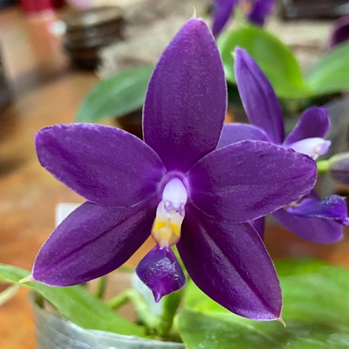 Phalaenopsis Mainshow Blue Elf x Norman's Blue Jennifer Parent 2