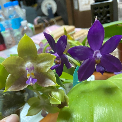 Phalaenopsis Mainshow Magic x Norman's Blue Jennifer