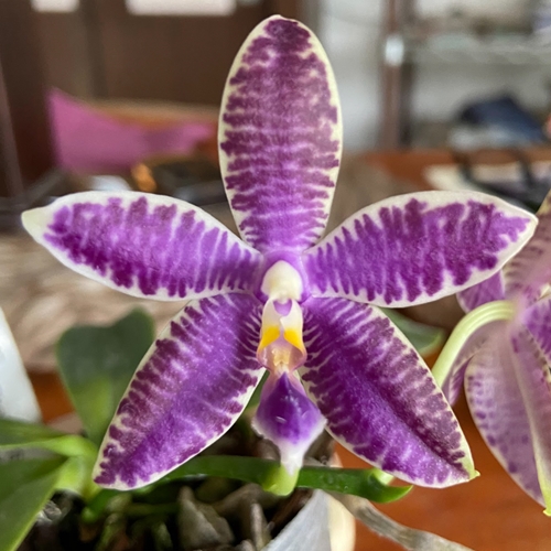 Phalaenopsis KS Blue Ludde x Mainshow Magic Parent 1