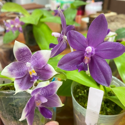 Phalaenopsis Norman's Blue Jennifer x Mainshow Blue Elf