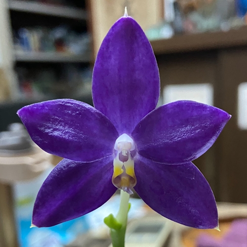 Phalaenopsis Jennifer Palermo x Mainshow Blue Elf Parent 1