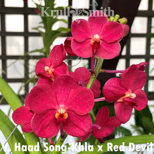 Vanda Haad Song-Khla x Red Devil