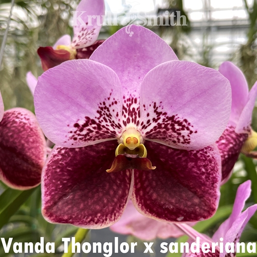 Vanda Thonglor x sanderiana