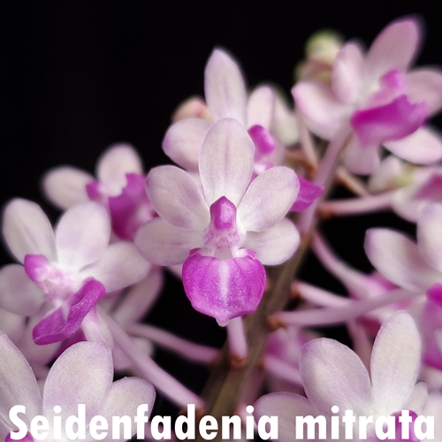 Seidenfadenia mitrata (Pink)