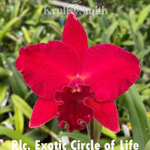 Rlc. Exotic Circle of Life