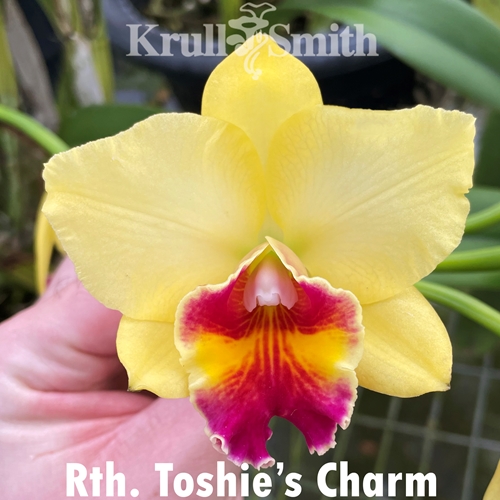 Rth. Toshie's Charm