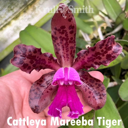 Cattleya Mareeba Tiger (4n)