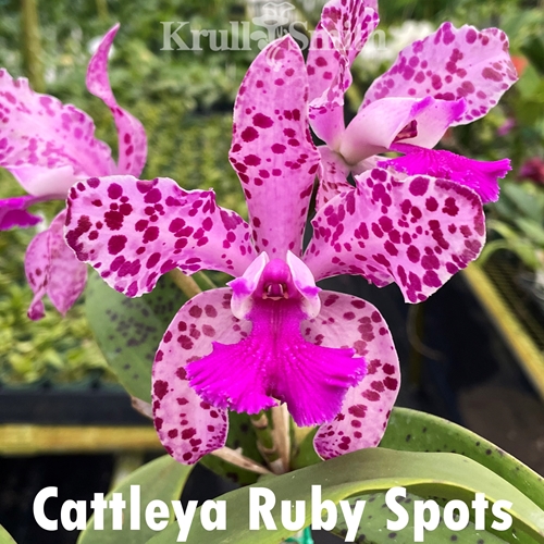 Cattleya Ruby Spots