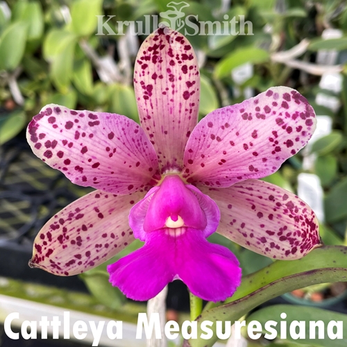 Cattleya Measuresiana (2035)