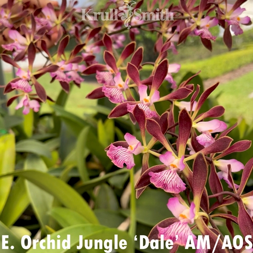 Encyclia Orchid Jungle 'Dale' AM/AOS